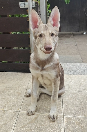 Marxdorfer Saarloos Wolfshunde Bild 3