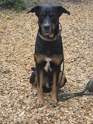 lieber volle hund in gute hände zu verkaufen 