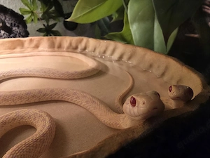karierte Strumpfbandnattern  albino