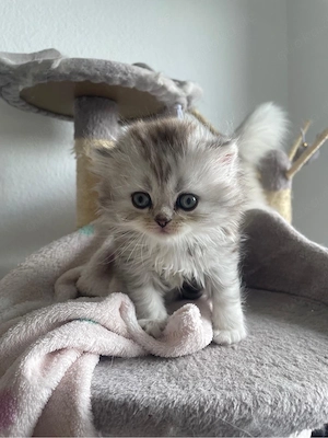 2 Wunderschöne BLH Kitten abzugeben