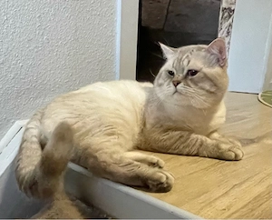 Deckkater BKH lilak-tabby-point