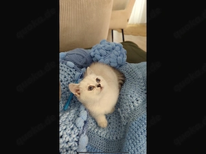 Kitten BKH junge