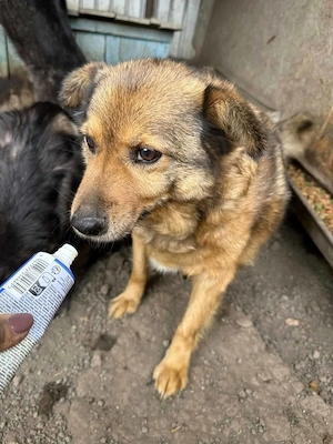 Timbo, unser Moppelchen