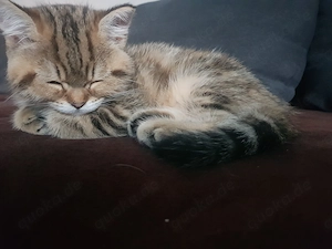 Bkh  Kitten Junge