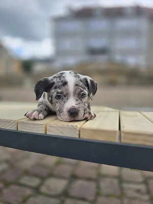 Abgabebereit ! American Bully Welpen ABKC registriert | Top Abstammung