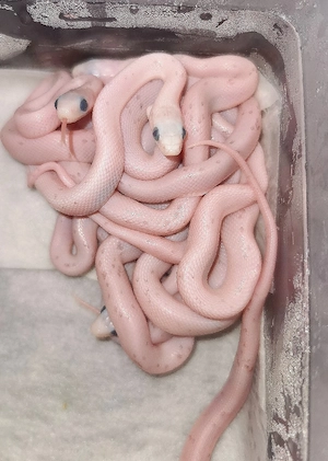 NEU Nachzuchten & Gelege 2026 Palmetto Microscaleless 