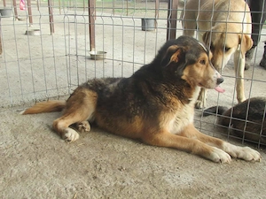 Merlin, der Friedliche Bild 3