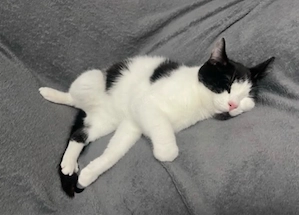 Liebe schwarz-weiße Katze (1 Jahr) sucht neues Zuhause