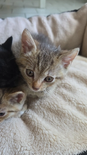 kleiner Kater sucht für immer Zuhause 