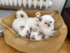süße BKH-Kitten abzugeben   
