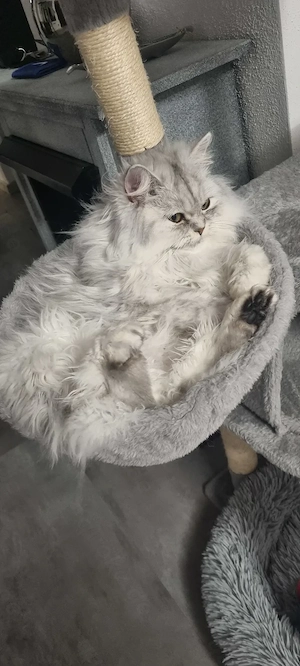 Pamuk,9 Monate alte weibliche Perserkatze mit Stammbaum,Toilette und andere Zubehör 
