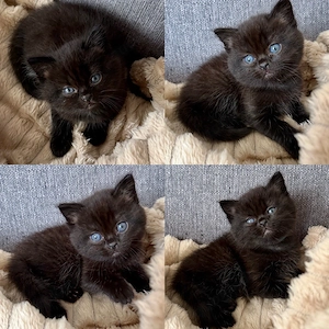 Bkh Kitten 