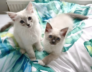 Ragdoll reinrassige Luxus Kätzchen mit Blaue Augen Neue Wurf abgabebereit ab 19.06.2026