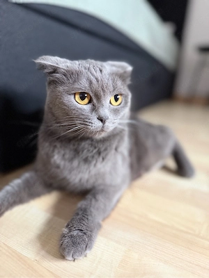 Britisch-Schottische Katze