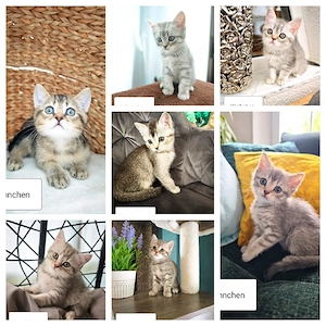 7 süße BKH Kitten Kätzchen 