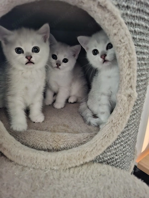 BKH Kitten
