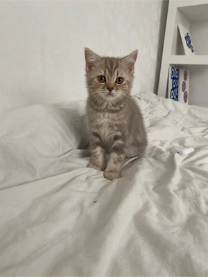 BKH baby kitten