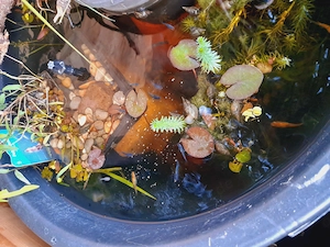 Medaka Larven Jungfische, Teichnix, Japanische Reisfische!