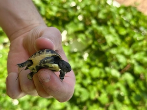 Griechische Landschildkröten mit EU Bescheinigung (Herkunftsnachweis) abzugeben Bild 4