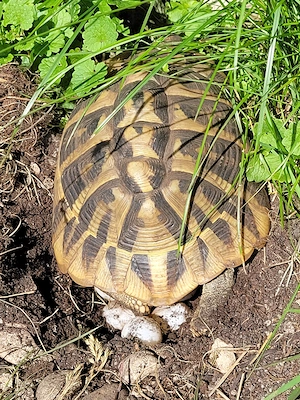 Griechische Landschildkröten mit EU Bescheinigung (Herkunftsnachweis) abzugeben Bild 2