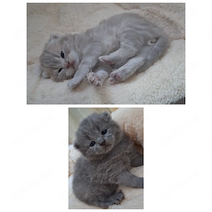 BKH Kitten 
