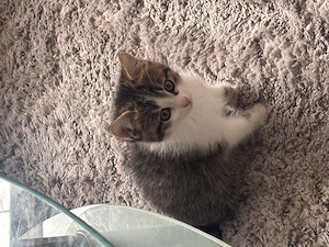 Süße Babykatzen zu verkaufen