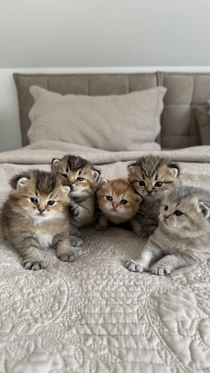 BKH Kitten suchen ein liebevolles zu Hause