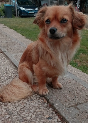 Dackel shih tzu Chihuahua Hündin