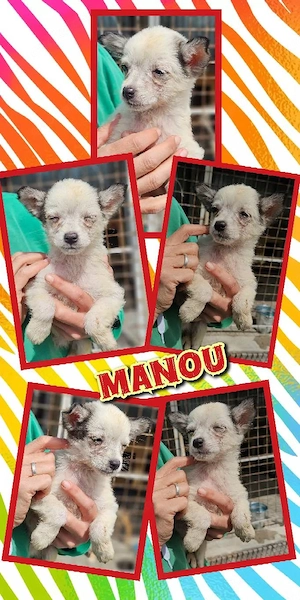 bezauberndes Welpenmädchen "Manou" sucht ein schönes Zuhause