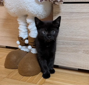 Schwarze Hauskatze (Kitten) 