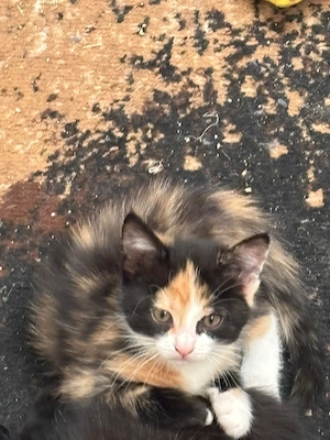 Sehr Süße Kätzchen  Mischlings