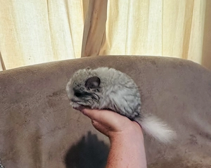 Chinchilla Babys suchen tolles Zuhause