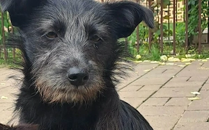Naya - süßes Terrier-Mix-Mädchen