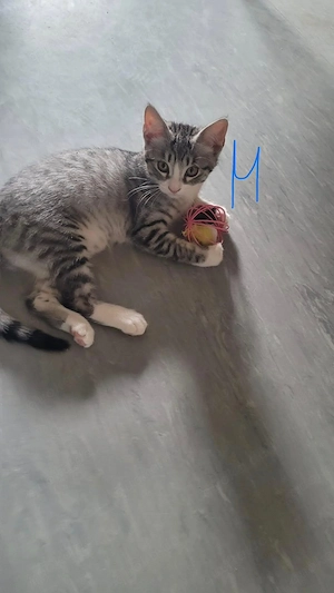 Babykitten abzugeben 