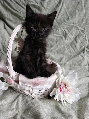 Kitten, Katzenbabys, Kätzchen 
