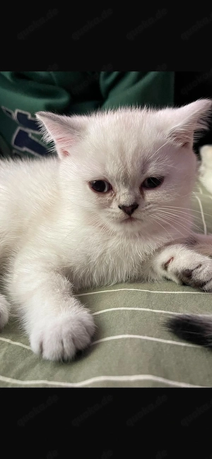 brittisch kurzhaar 10 woche mädchen kittchen 