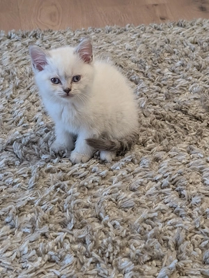 BGH Kitten in liebevolle Hände abzugeben 