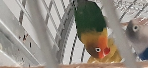 Agaponide Männchen 