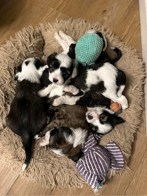 Entzückende tibetische Terrier-Welpen männlich und weiblich, bereit, in jedes liebevolle und fürsorg