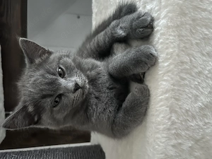 Babykatzen abzugeben