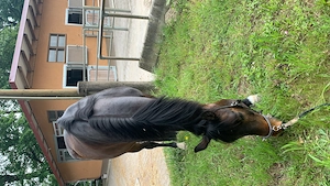 Reitbeteiligung (Pferd sucht Reiter)