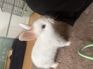 Kaninchenbaby