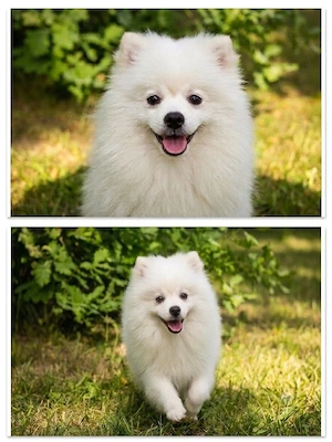 Pomeranian 