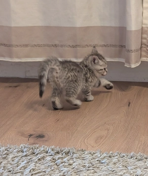 BKH Kater in liebevolle Hände abzugeben 