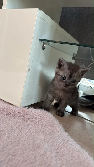  5 BKH Kitten