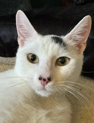 Spot Lebhafter Kater sucht Spielparadies