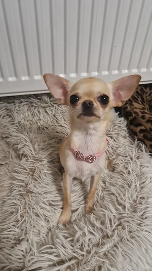 Reinrassige süße Chihuahua Hündin Creme Kurzhaar 
