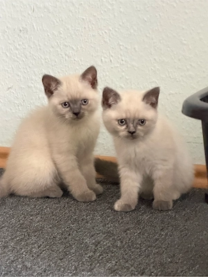 Katzenbaby kitten 
