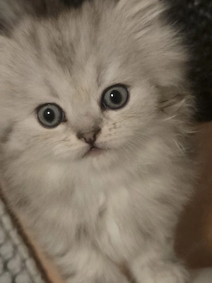 BKH Babykatzen (ein Mädchen und ein Junge sind schon reserviert)