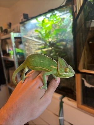 Jemenschamäleon chameleo calyptratus NZ 2024